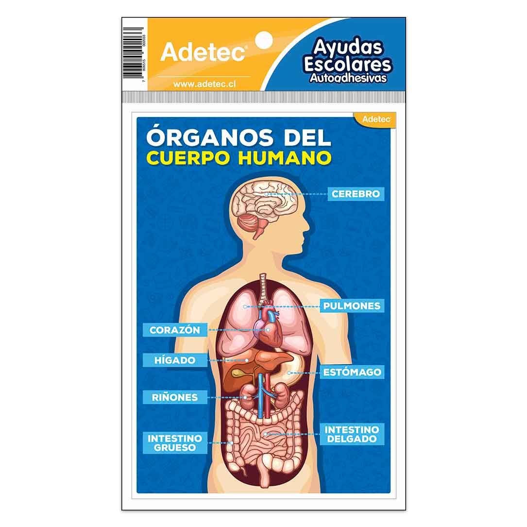 Etiqueta De  Ayuda Escolar Cuerpo Humano Autoadhesiva Adetec - 203