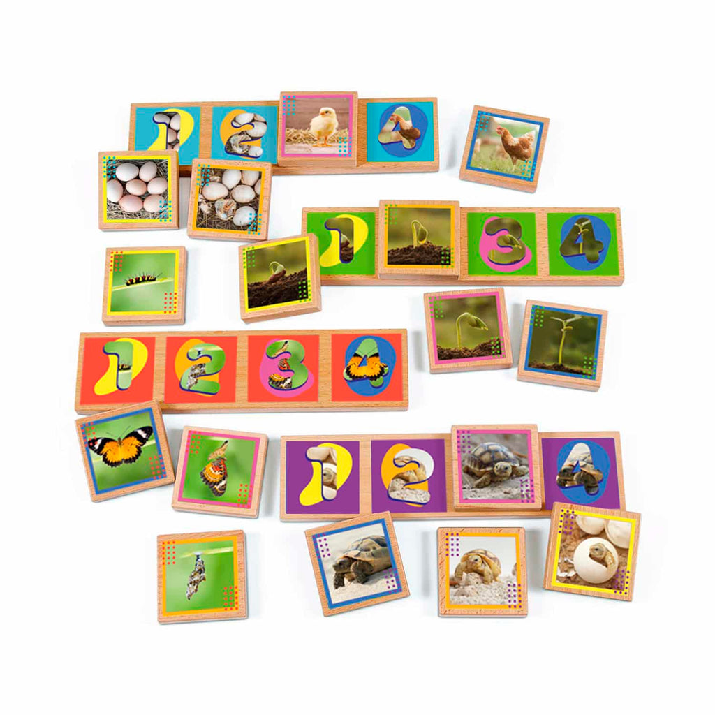 Secuencias De Los Ciclos De Vida 20 Pza Juego Didáctico De Madera