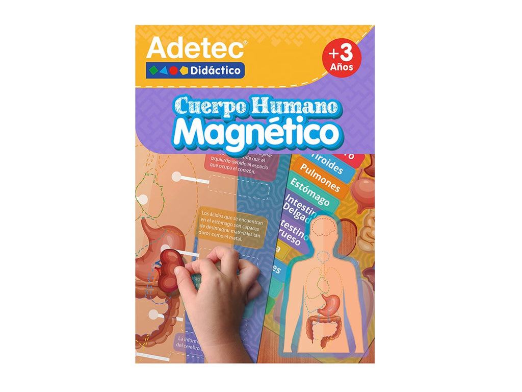 Lámina Magnética De Cuerpo Humano Adetec +3años