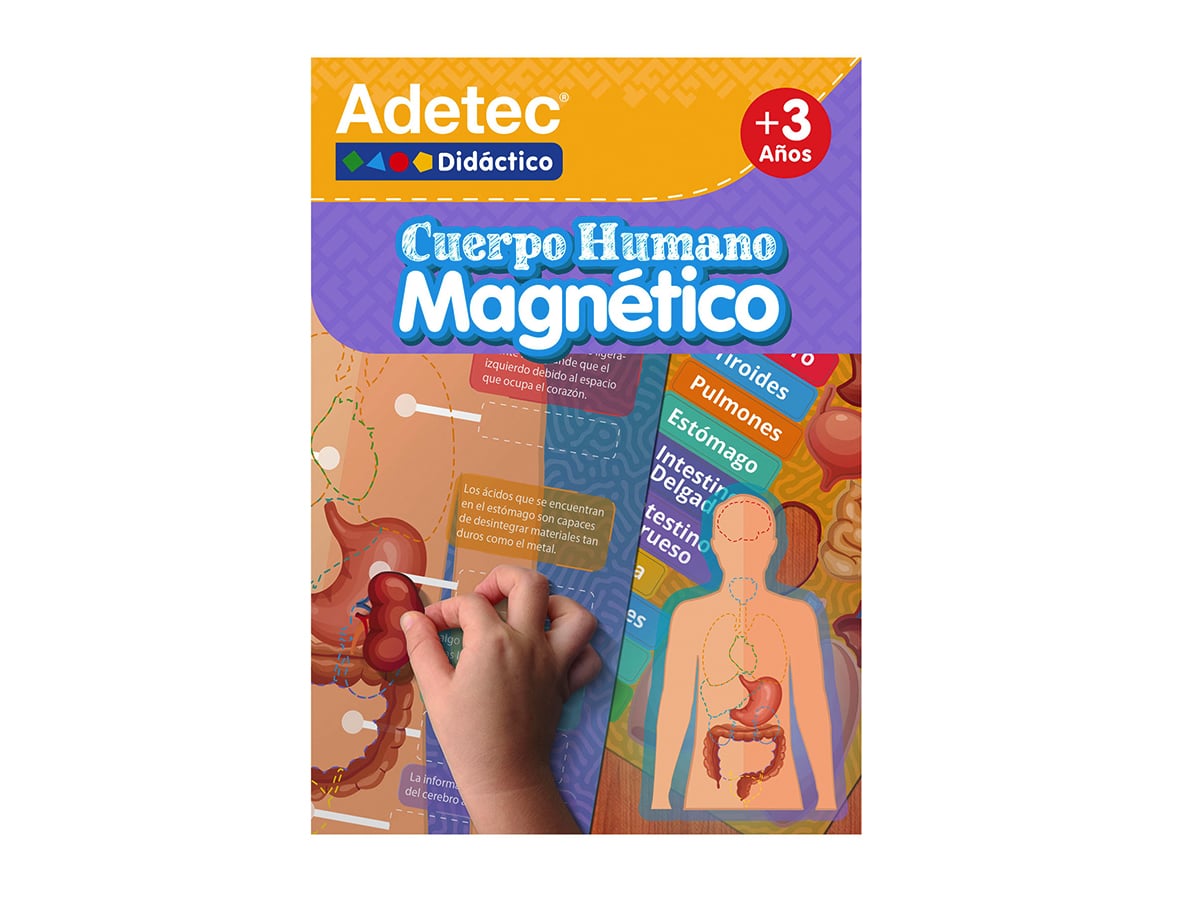 Lámina Magnética De Cuerpo Humano Adetec +3años