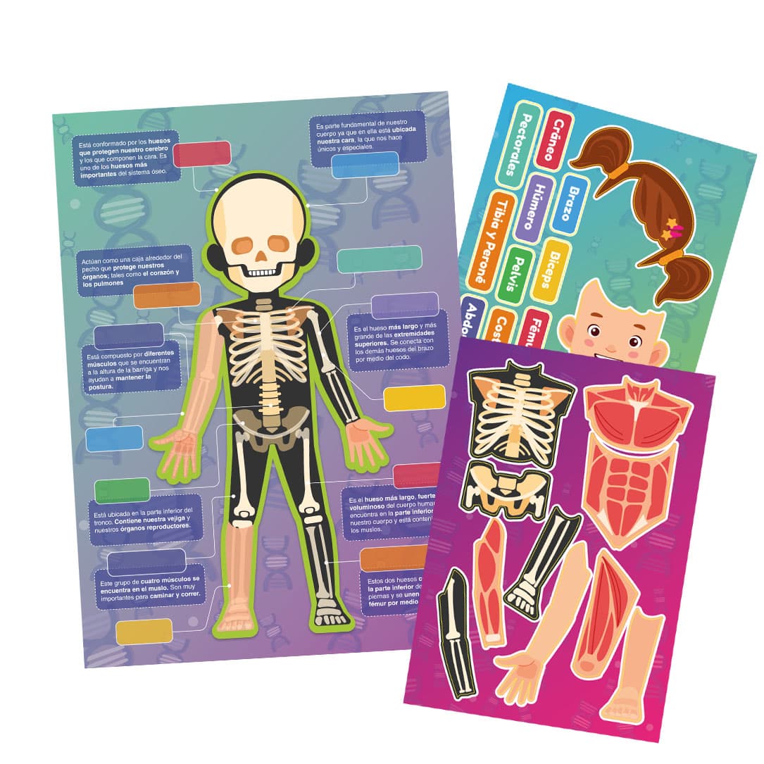 Láminas Magnéticas Huesos Y Músculos Adetec - 728