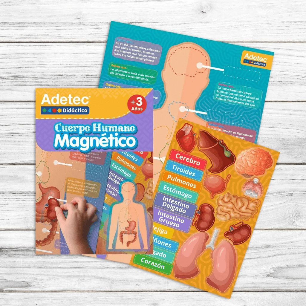 Lámina Magnética De Cuerpo Humano Adetec +3años