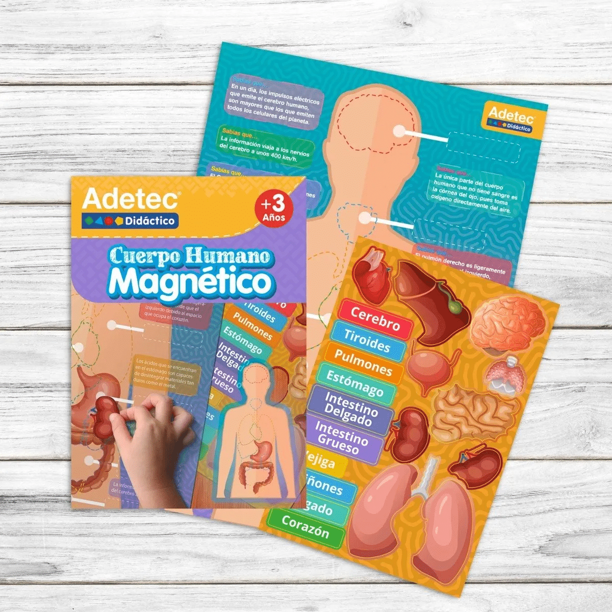 Lámina Magnética De Cuerpo Humano Adetec +3años